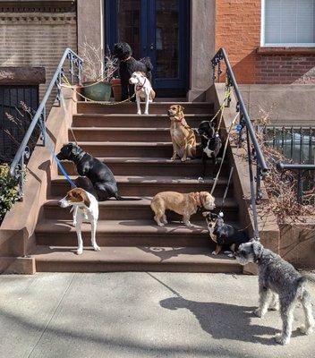 A pack of nine, dog walk