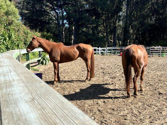 Malnourished horse.