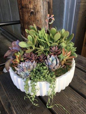 Gorgeous succulent arrangement