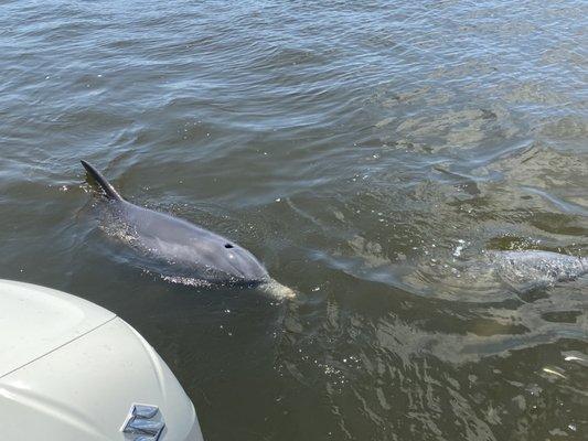 Wild dolphins swimming right next to our boat