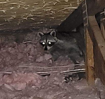 Raccoon spotted in an attic, making a lot of noise and leaving a lot of damage.