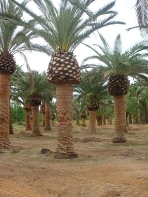 CANARY PALM