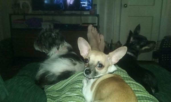 This is Chewy, Baby and Coco, just a few of my pets that Helen takes care of