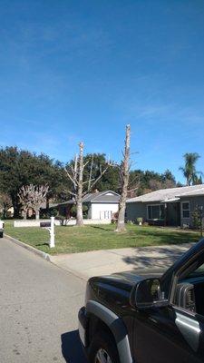 This is why choosing the right tree service is so important. These trees were beautiful, now they are dead. Never top trees.