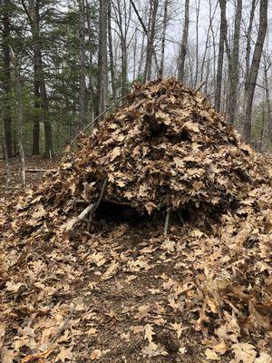 Debris hut construction in progress during Weekend and 5 Day Spring 2021 Earth Living Class.