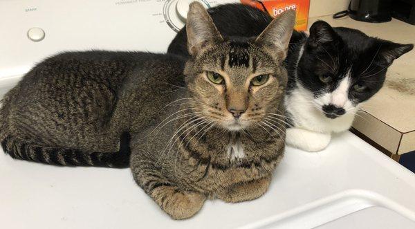 Jasper (L) is our customer service agent; always checking on our clients. Snuggles (R) is our fluid technician; always checking our sinks.