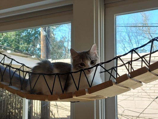 Floof on a bridge