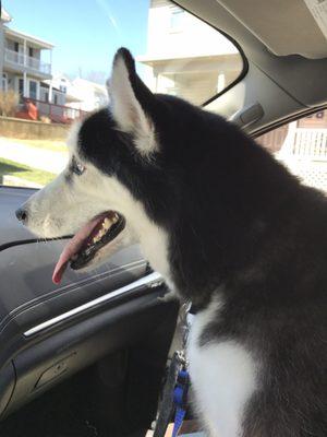 My husky enjoyed his ride in and out of town.