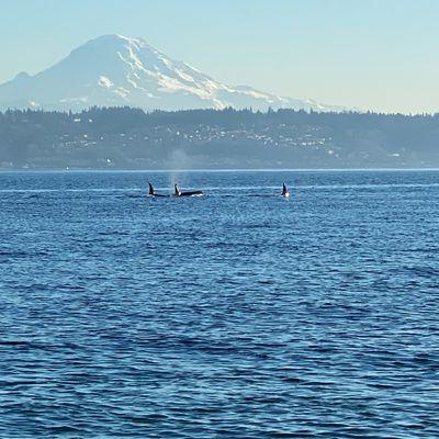 Vashon is uniquely located 15 mins by Ferry from Seattle, Tacoma, and the Kitsap peninsula. Offering stunning views and PNW sea life abound.