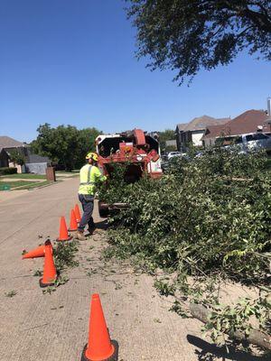 Clean the area work tree trimming