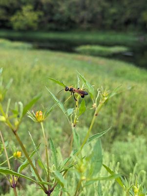 Even the Wasp are friendly in Texas