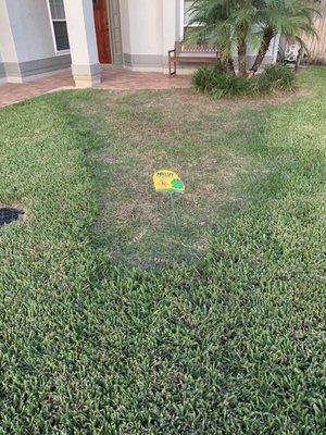 Dead patch of grass from not being protected against bugs