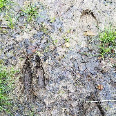 deer prints on the path