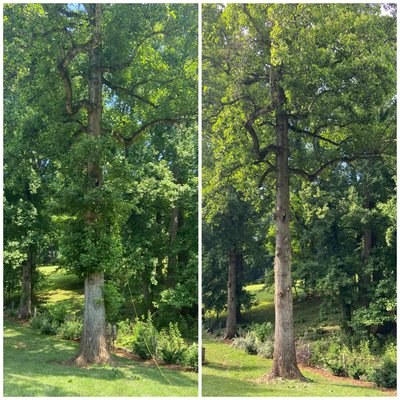 Trimming before and after.  Removed all suckers and low-hanging limbs.