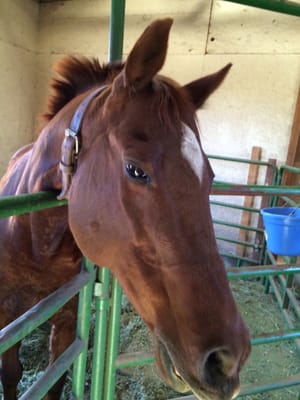 Bring your animals on vacation at the Flying Horse Ranch Flagstaff AZ