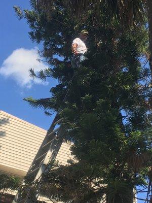 Tree trimming and pruning