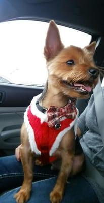 Jackson aka Mr. Bowtie hanging out on mom's lap just after his hair cut!