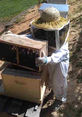 Bee Keeping Supplies, and Bees for sale