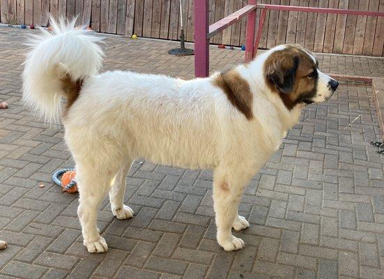 Moose after being groomed at Beth's Pet Spa. Well worth the money! Will be back!