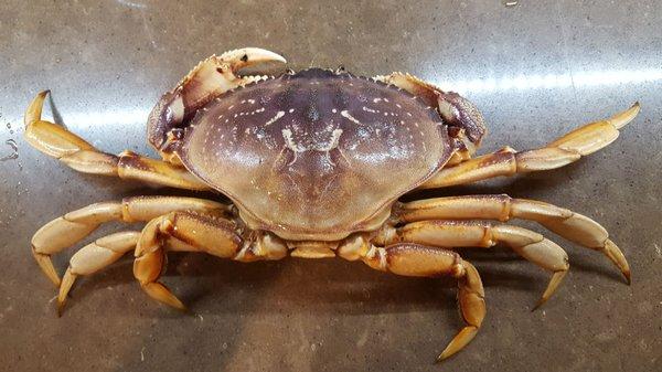 Dungeness crab