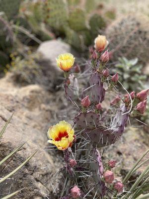 Prickly Pear blooms