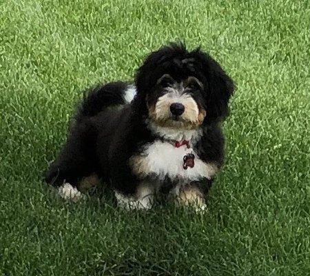 Sparky D's first grooming. He still has his adorable fluff