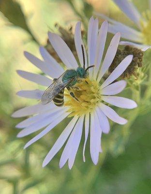 Striped sweat bee