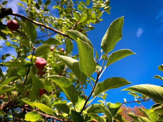 Thompson's Orchard