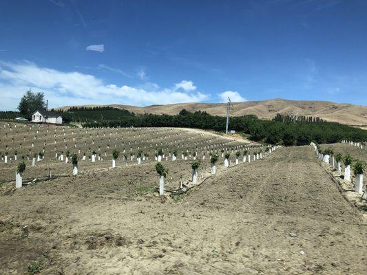 New vines in the Yakima area.