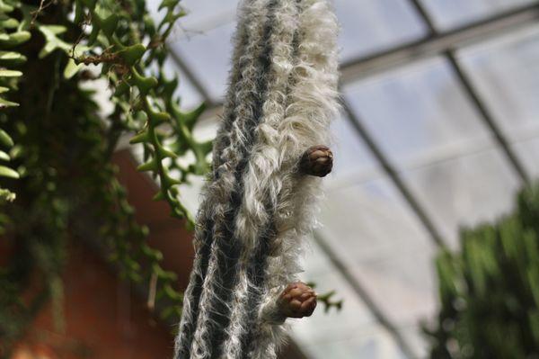 Furry cactus