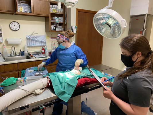 Dr LaPierre and Keshia, LVT during a routine surgical procedure.