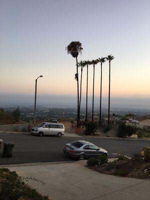 Palm Tree Trimming and Removal