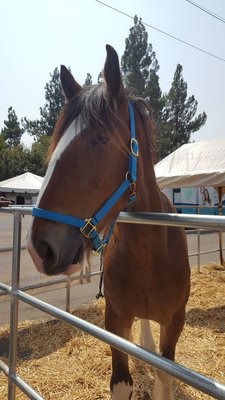 Kidd Rock the Clydesdale