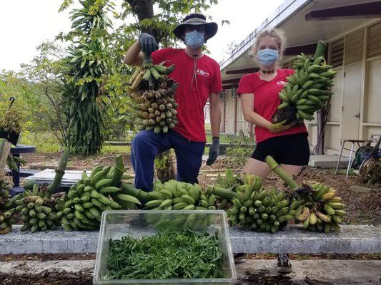 The Education Fund's Food Forest for Schools staff, harvesting produce grown in elementary school in Miami-Dade County.