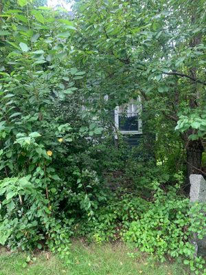 Walkway to the sunroom completely taken over.