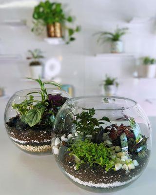 Bubble Globe Terrariums