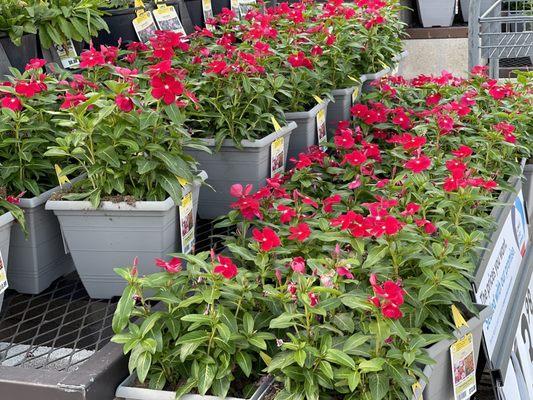 Vincas plants