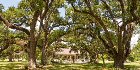 How to Care for Oak Trees