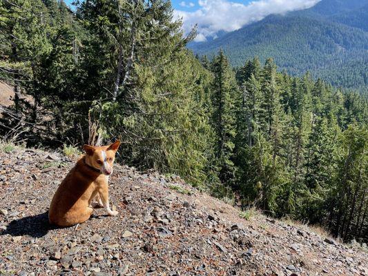 Mountain dog!