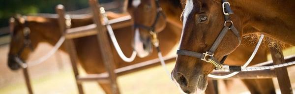 Seeing Colors Horse Boarding Stables