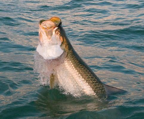 Hooked Tarpon Jumping in Tampa Bay with www.tarponfishingtampa.com