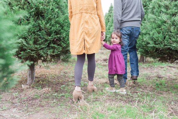 Christmas tree farm