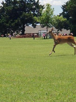 So peaceful the wildlife like to play here!