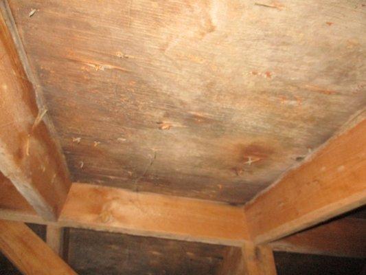 Mold in Attic