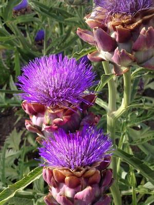 My garden full of artichokes. Ate a lot of them but let a few go to bloom. Amazing plant.