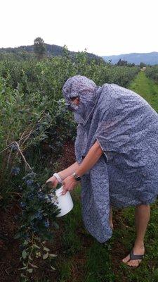 Picking blueberries on a rainy day. July 22, 2016