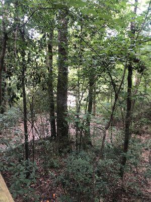 View of the creek-down below.