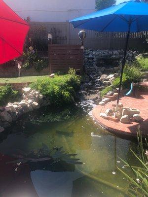 Fish Pond 5.30.22