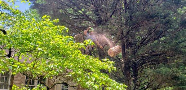 Dropping the top out of tree