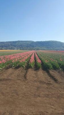 Easily accessible. Parking at store front or drive a few meters more to park by the fields.